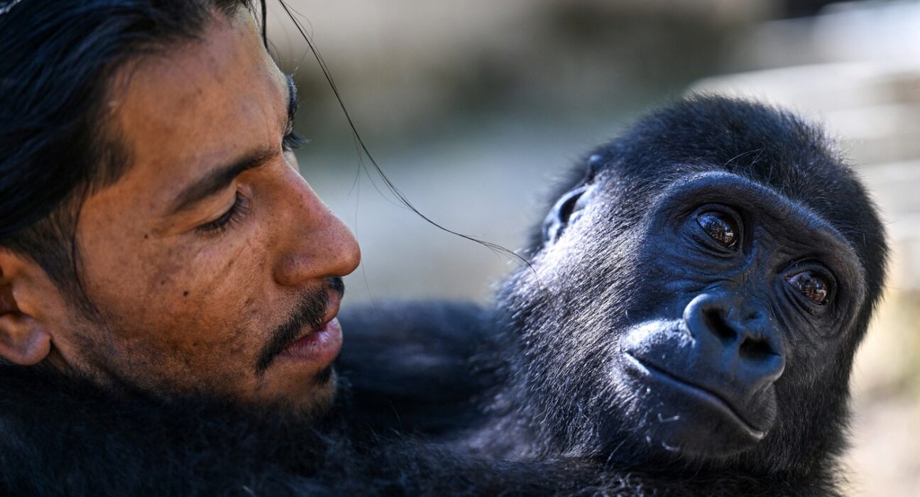 Un pui de gorilă, subiect de dispută între Turcia și Nigeria. „Nu există nicio logică în acțiunile guvernului turc”