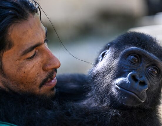 Un pui de gorilă, subiect de dispută între Turcia și Nigeria. „Nu există nicio logică în acțiunile guvernului turc”