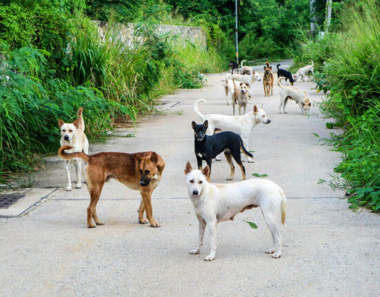 Atacul unei haite de câini, principala ipoteză în cazul morții unei femei din Vaslui