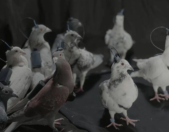 Rușii testează „porumbei-spioni” controlați prin cipuri cerebrale. Biodronele lui Putin ridică întrebări sumbre despre etică și militarizare