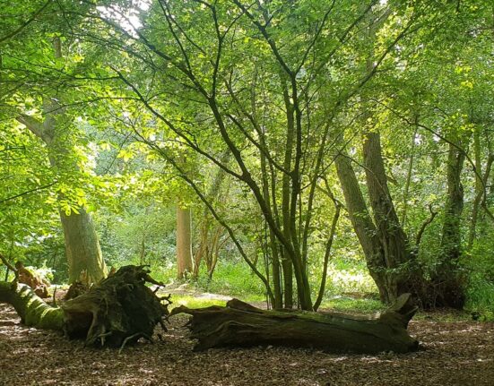 Animalul care reapare în Europa după 400 de ani de absență: surprins în timp ce își construia adăpostul și strângea provizii pentru iarnă