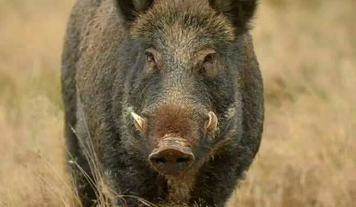 Caz de trichineloză depistat la un porc mistreţ pe fond de vânătoare