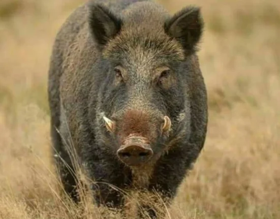 Caz de trichineloză depistat la un porc mistreţ pe fond de vânătoare