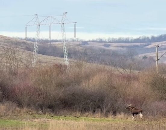 Un animal misterios dispărut din România, surprins în pădurile județului Hunedoara. Ce spun specialiștii despre descoperirea neașteptată