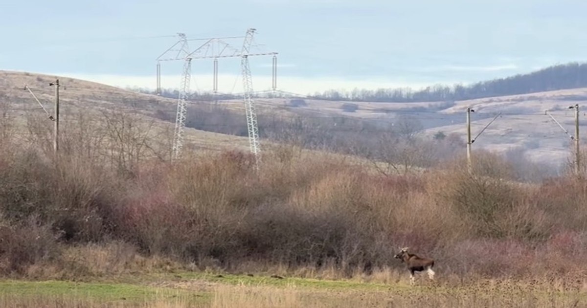 Un animal misterios dispărut din România, surprins în pădurile județului Hunedoara. Ce spun specialiștii despre descoperirea neașteptată