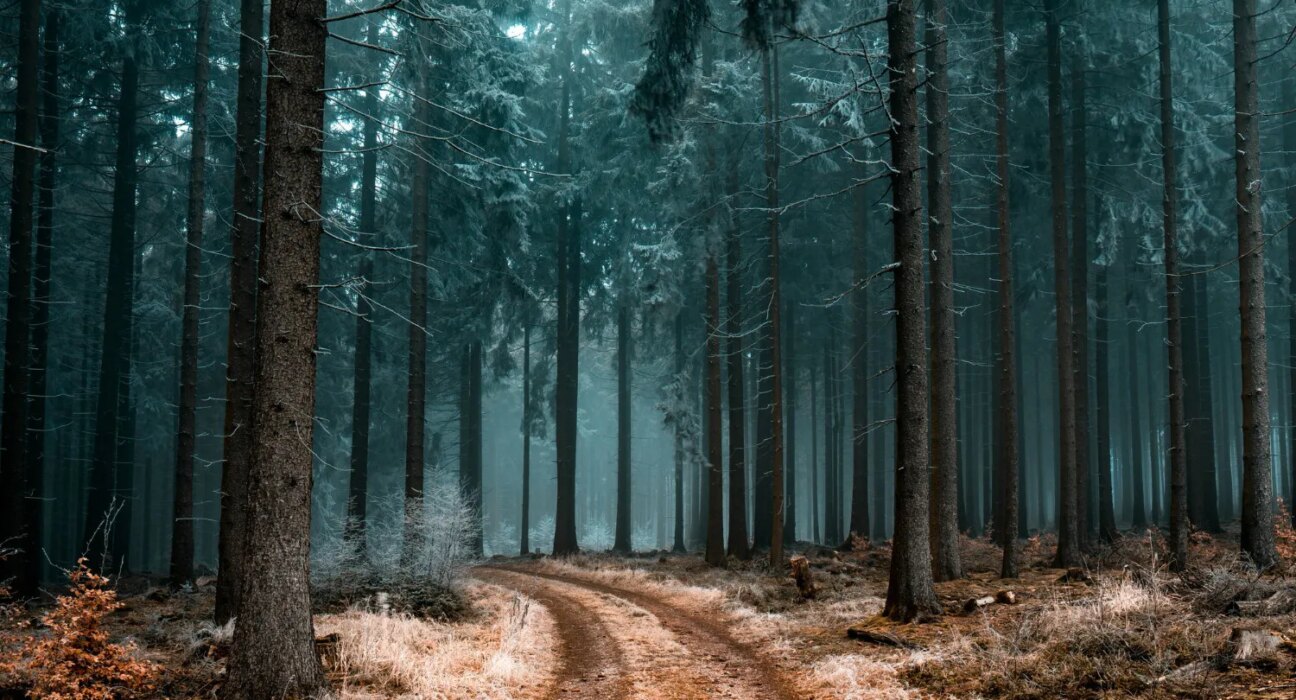 VIDEO Un animal misterios a fost văzut în pădurile României: autoritățile încearcă să găsească o explicație