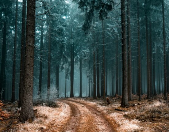 VIDEO Un animal misterios a fost văzut în pădurile României: autoritățile încearcă să găsească o explicație