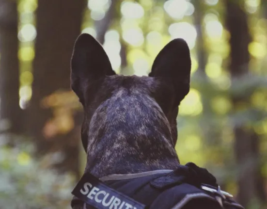 Şuier, unul dintre cei mai cunoscuți câini polițiști din România, a murit