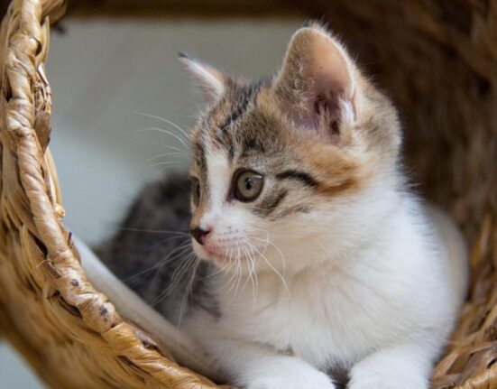 5 moduri în care îți poți face pisica mai fericită