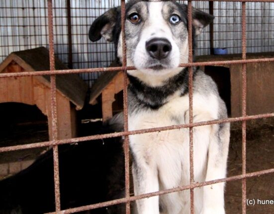 Taxa pentru câinii fără stăpân inflamează opinia publică: „Mai bine amenzi usturătoare pentru abandon”