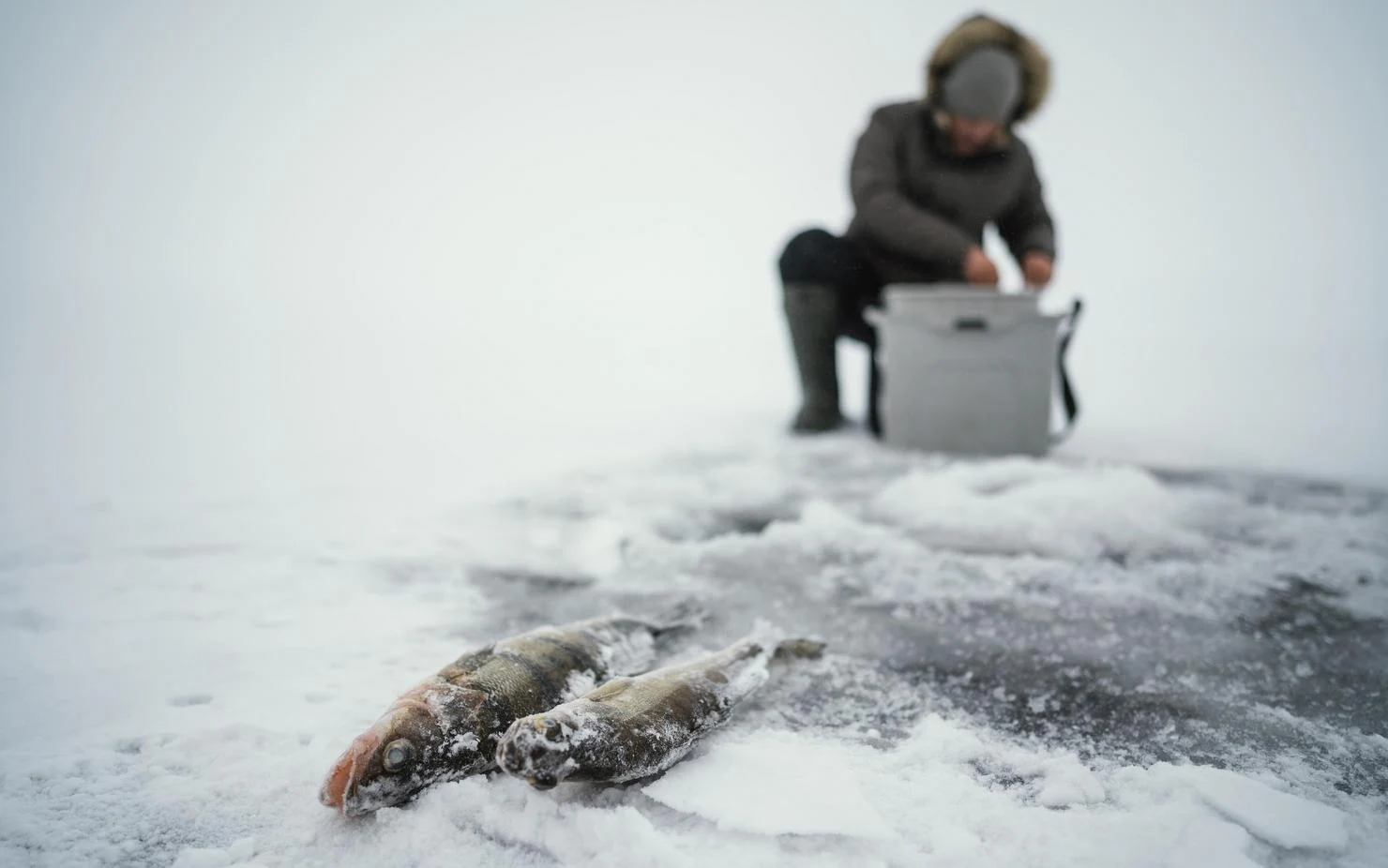 Pescuitul &icirc;n ape &icirc;nghețate, o tradiție pe cale de dispariție. Foto. Freepik.com