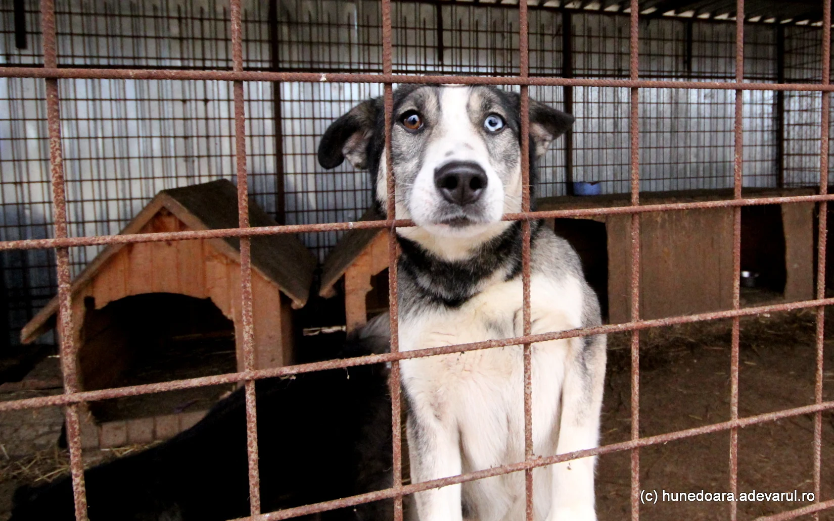 A crescut numărul adopțiilor, dar și cel al căinilor ajunși &icirc;n adăposturi FOTO Daniel Guță