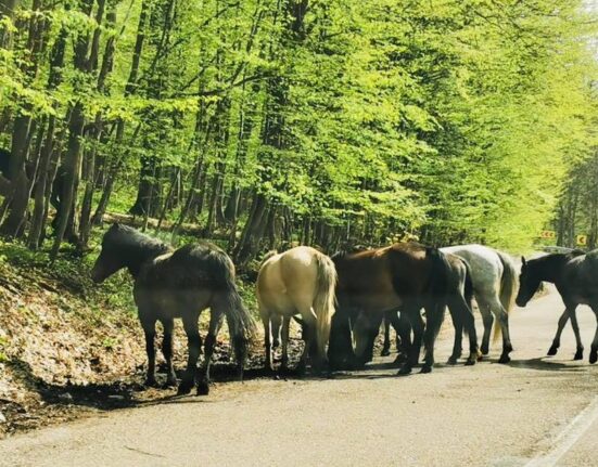 România, cutreierată de mii de cai sălbăticiți. Locurile unde pot fi întâlnite hergheliile libere