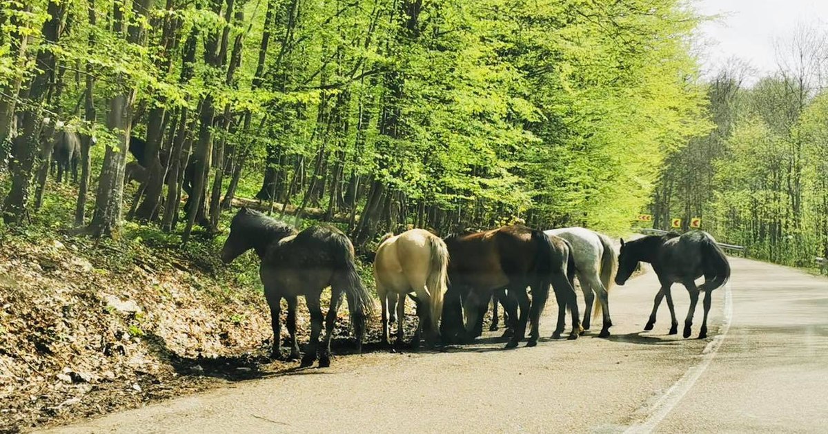România, cutreierată de mii de cai sălbăticiți. Locurile unde pot fi întâlnite hergheliile libere