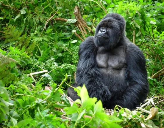Fatou, cea mai bătrână gorilă din lume care trăiește în captivitate, sărbătorită la Zoo Berlin