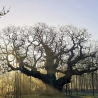„Stejarul lui Robin Hood” a murit după 1.000 de ani. Ce se va întâmpla cu el