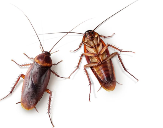 Arma secretă împotriva gândacilor de bucătărie: Totul despre gelul insecticid și efectul de cascadă