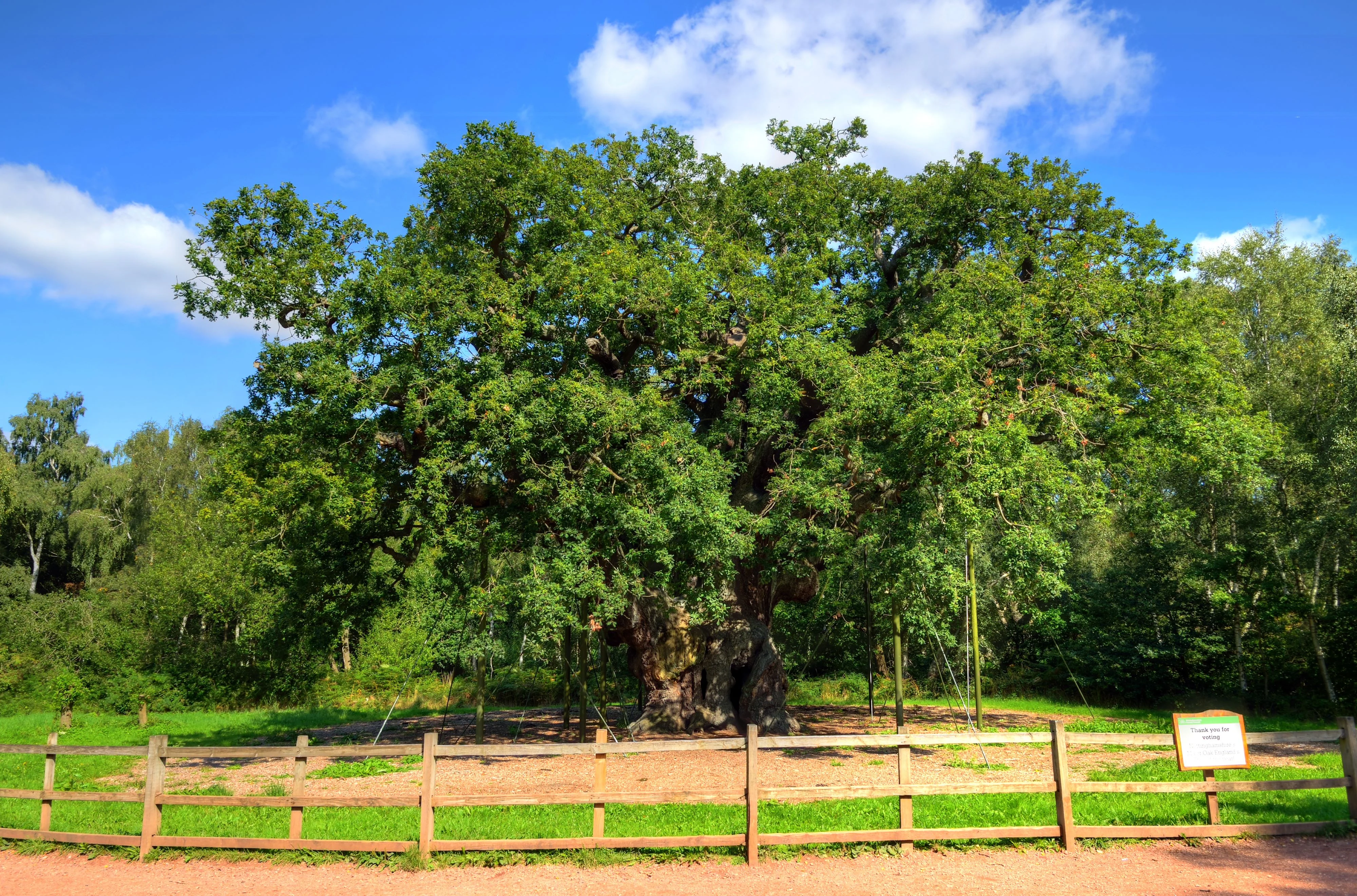 Stejarul Major (Major Oak) &icirc;n 2017 FOTO Shutterstock 