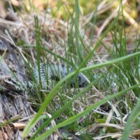 Viperele au ieșit la soare și pot apărea pe traseele montane. Ce trebuie să faci în cazul unei mușcături