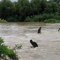 Doi tineri dispăruți în râul Argeș au fost găsiți morți după trei zile de căutări